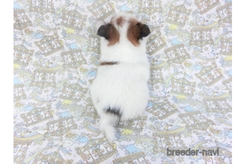 成約済の千葉県のパピヨン-142599の2枚目